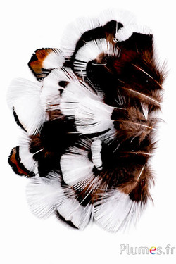 Fagiano Swinhoe - 2-4 cm - blu-bianco-bruno naturale